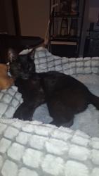 Reunited Female Cat last seen Shrewsbury green condmniums- jumped out the window, Shrewsbury, MA 01545