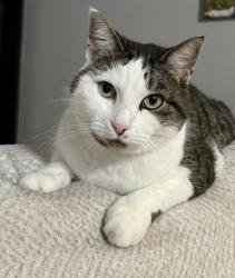 Lost Female Cat last seen Mile from Nova Rec center, Ormond Beach, FL 32174
