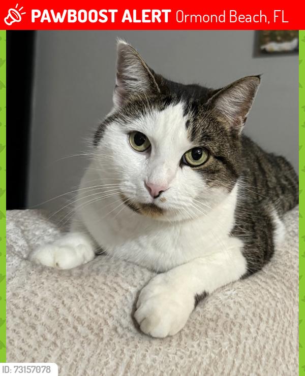 Lost Female Cat last seen Mile from Nova Rec center, Ormond Beach, FL 32174