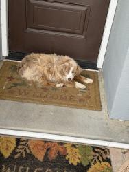 Found/Stray Unknown Dog last seen Russell Rd, Salinas, CA 93906