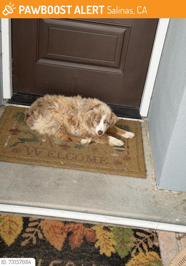Found/Stray Unknown Dog last seen Russell Rd, Salinas, CA 93906