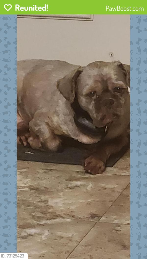 Reunited Male Dog last seen Woodstone Subdivision Starmount Ave, Charlotte, NC 28269