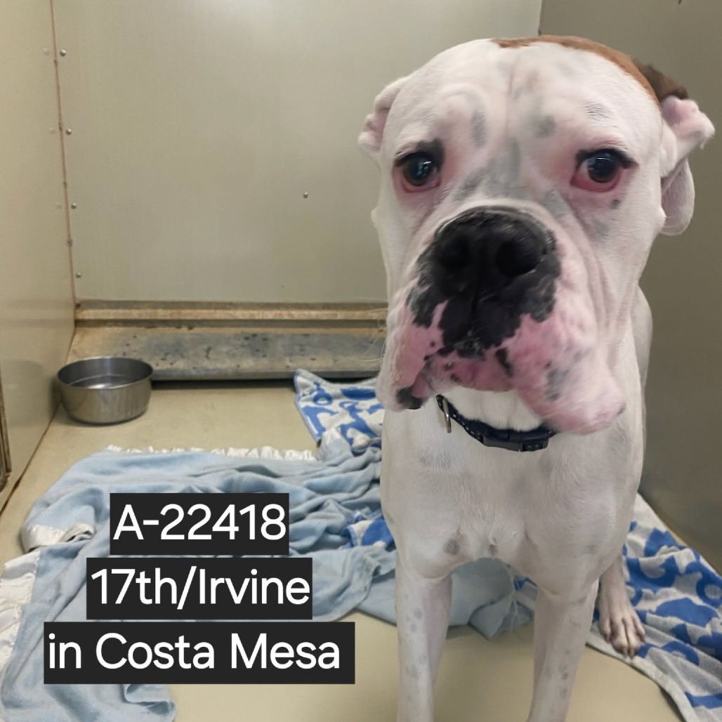 Shelter Stray Male Dog last seen , 6621 Westminster Ave, Garden Grove, CA 92844, USA