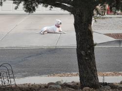 Found/Stray Female Dog last seen Tower and Pasofino, Albuquerque, NM 87121