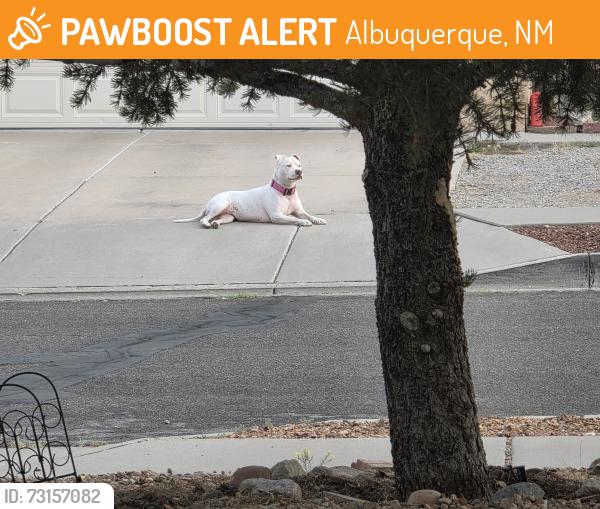 Found/Stray Female Dog last seen Tower and Pasofino, Albuquerque, NM 87121