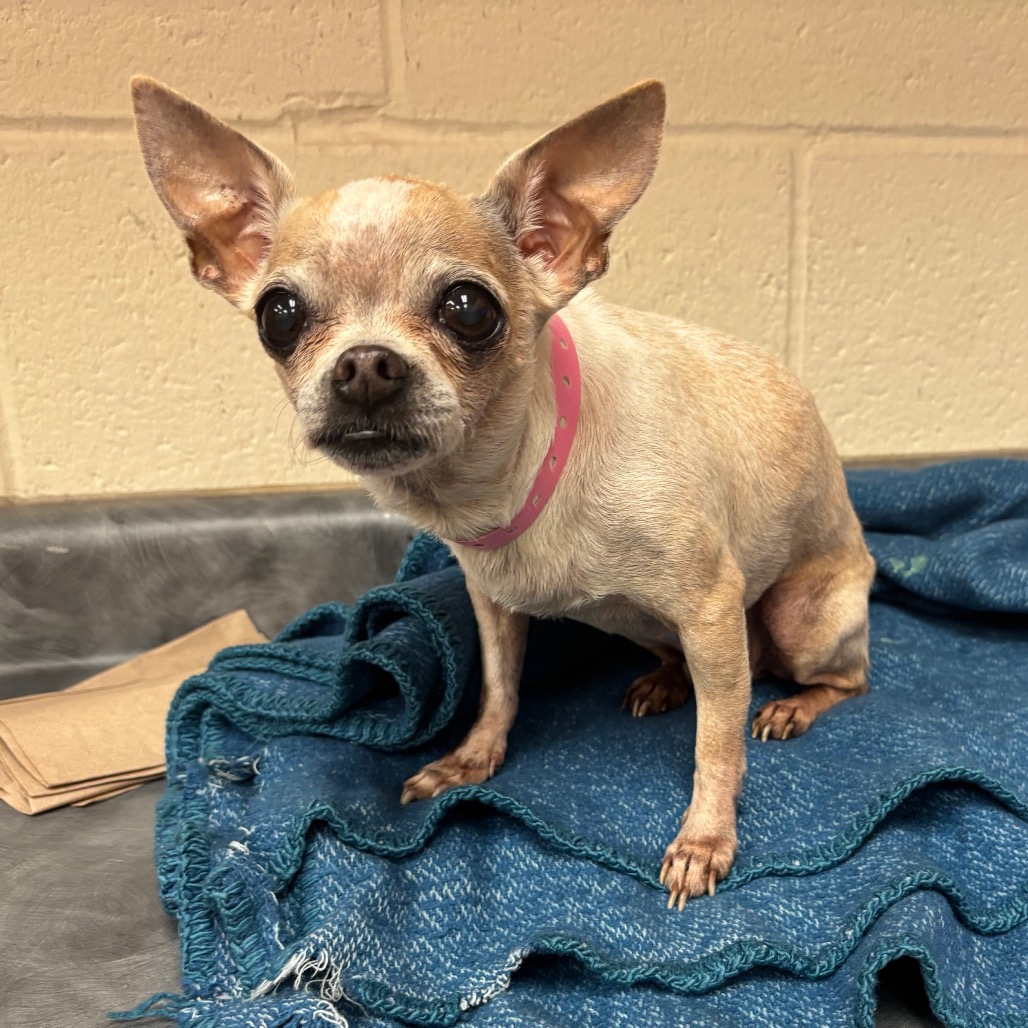 Shelter Stray Female Dog last seen , 2350 Appling City Cove, Memphis, TN 38133, USA