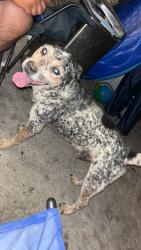 Found/Stray Male Dog last seen Buice circle, Gainesville, GA 30504