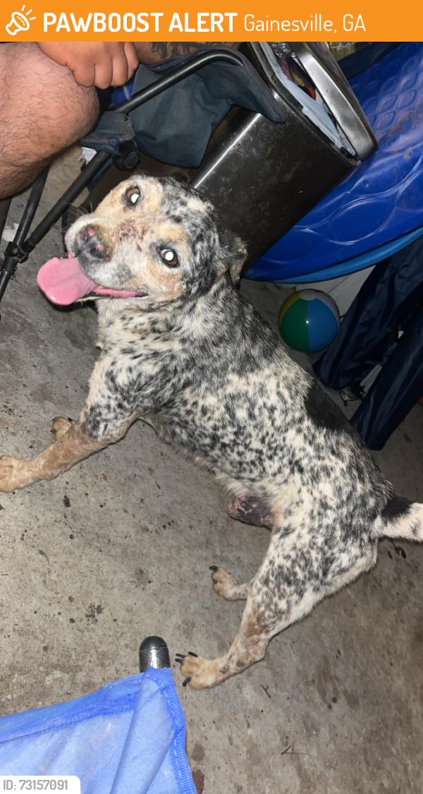 Found/Stray Male Dog last seen Buice circle, Gainesville, GA 30504