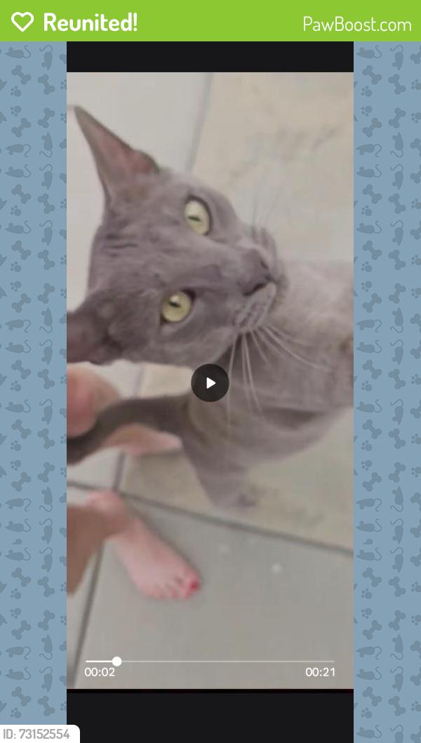 Reunited Female Cat last seen Parks Ave, La Mesa, CA 91942