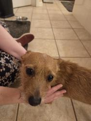 Found/Stray Unknown Dog last seen Bewley st, Haltom City, TX 76117