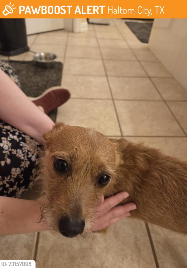 Found/Stray Unknown Dog last seen Bewley st, Haltom City, TX 76117