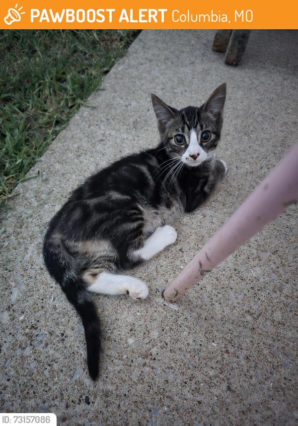 Found/Stray Male Cat last seen Bold Venture, Columbia, MO 65202