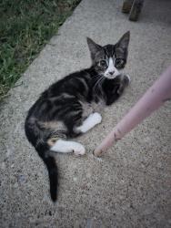 Found/Stray Male Cat last seen Bold Venture, Columbia, MO 65202