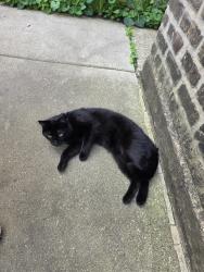 Found/Stray Unknown Cat last seen Greenview and Elmdale, Chicago, IL 60660