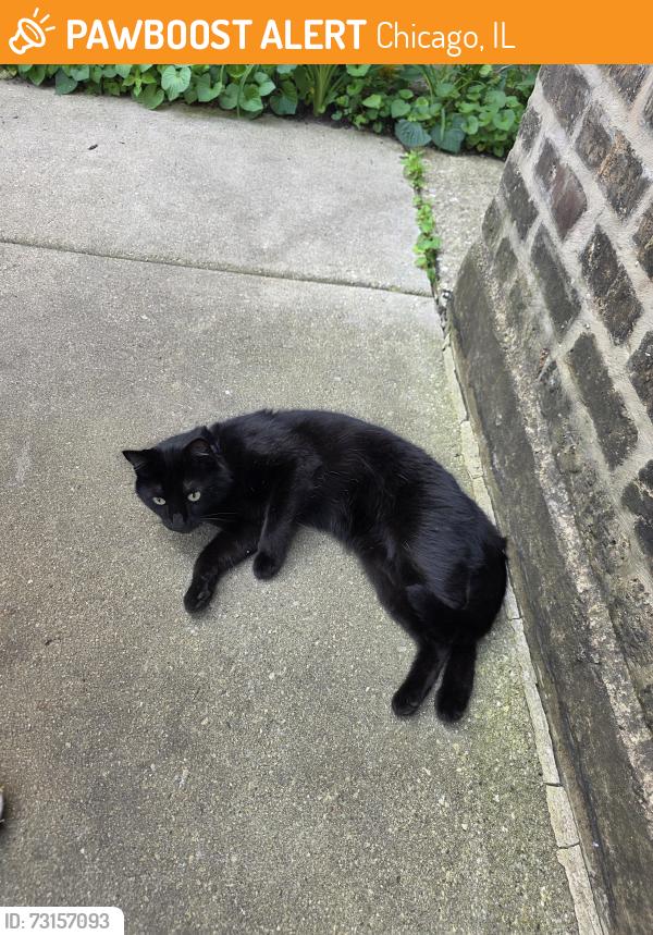 Found/Stray Unknown Cat last seen Greenview and Elmdale, Chicago, IL 60660