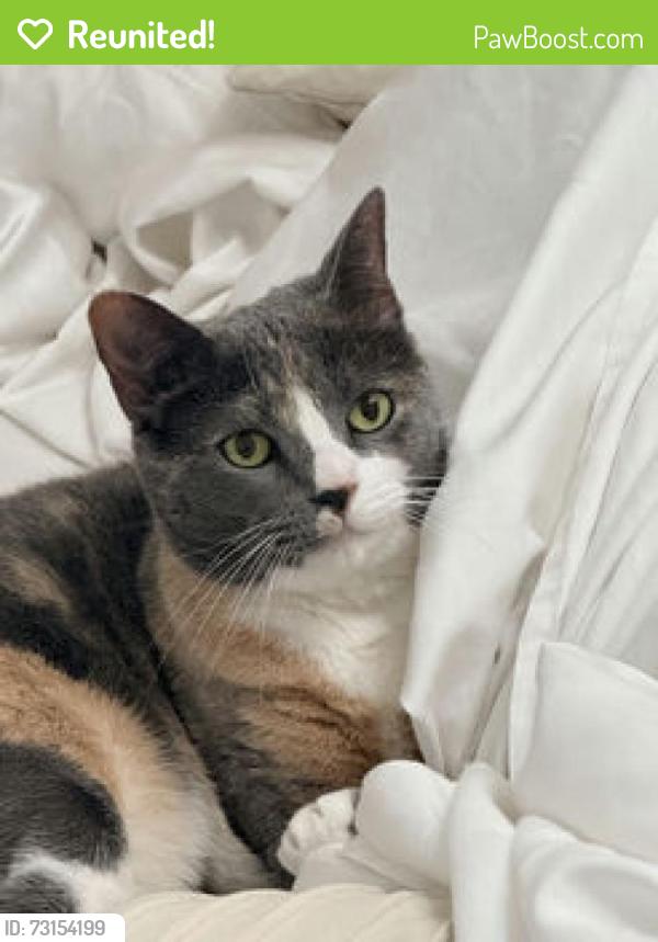 Reunited Female Cat last seen Near NE 117th St, Miami, FL 33161
