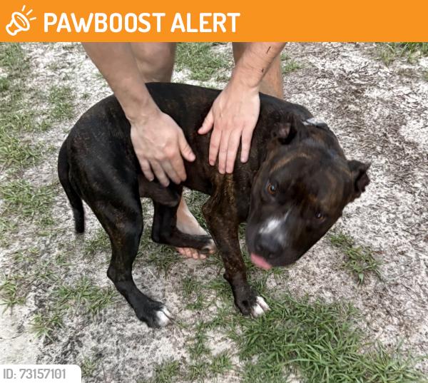 Found/Stray Male Dog last seen Kenosha Road, Highlands County, FL 33825