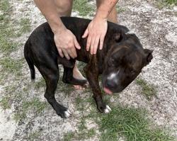 Found/Stray Male Dog last seen Kenosha Road, Highlands County, FL 33825