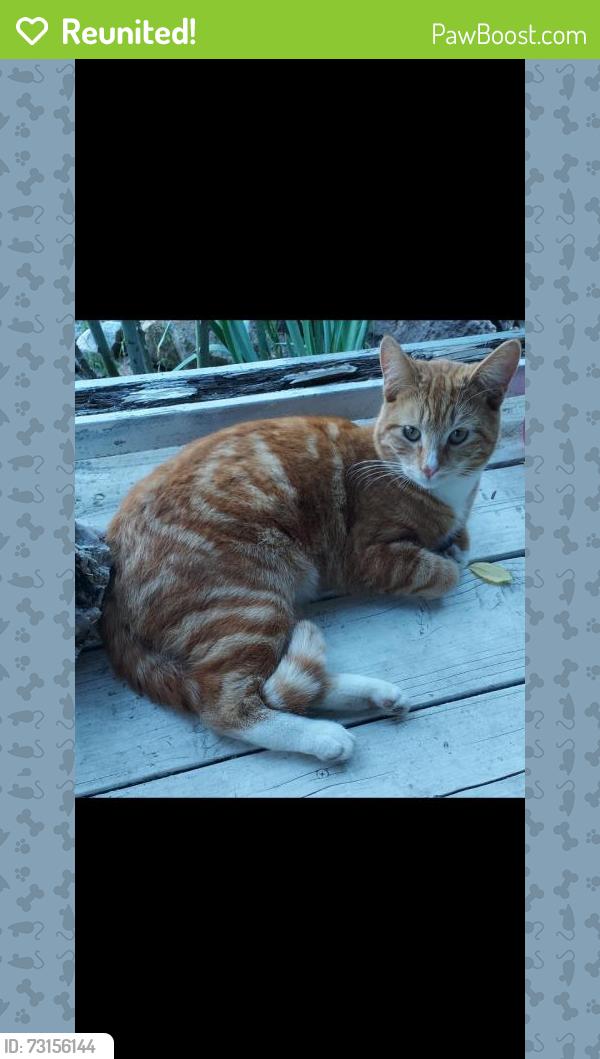 Reunited Male Cat last seen A Street x Columbine Ct, Perris, CA 92570