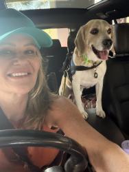 Reunited Male Dog last seen Montecito drive, Indian Wells, CA 92210