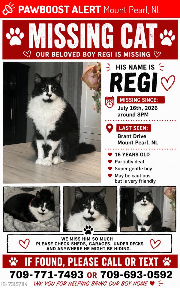 Lost Male Cat last seen Brant drive, near Kenmount road, Mount Pearl, NL 