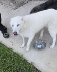 Found/Stray Female Dog last seen judson and naco, San Antonio, TX 78233