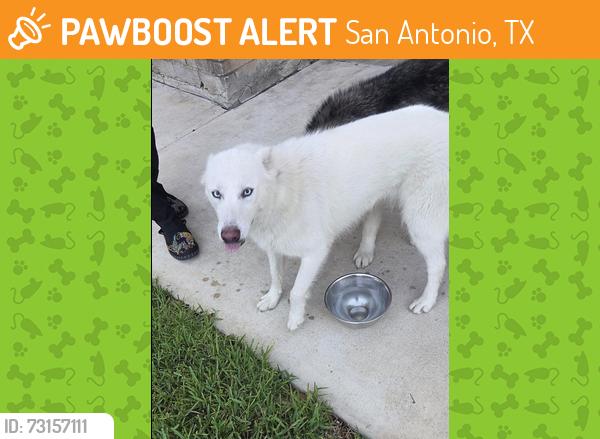 Found/Stray Female Dog last seen judson and naco, San Antonio, TX 78233