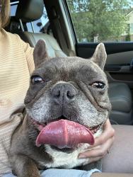Found/Stray Female Dog last seen Lincoln & Ammon Rd, Idaho Falls, ID 83401