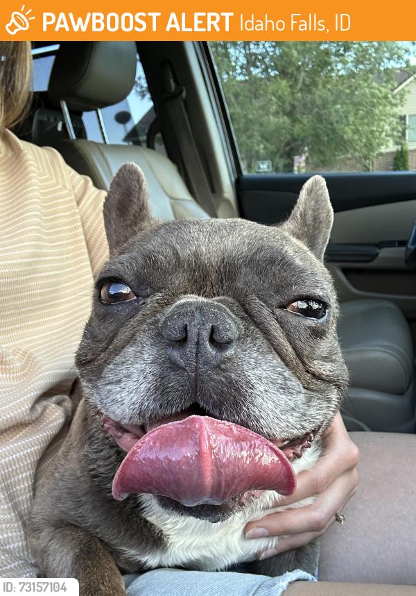 Found/Stray Female Dog last seen Lincoln & Ammon Rd, Idaho Falls, ID 83401