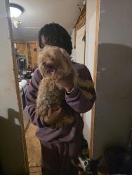 Reunited Male Dog last seen Kimes ave and Gaddy, Macomb, OK 74852