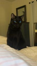 Lost Male Cat last seen Behind Rock Hill Post Acute Care Center, Rock Hill, SC 29732