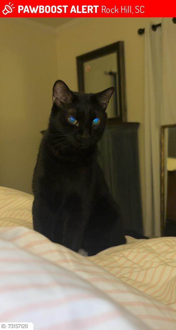 Lost Male Cat last seen Behind Rock Hill Post Acute Care Center, Rock Hill, SC 29732