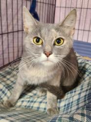Shelter Stray Female Cat last seen , 601 N Charles St, Portland, IN 47371, USA