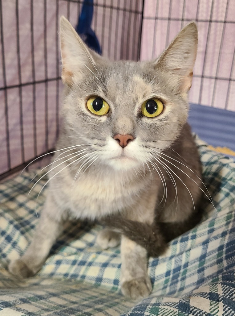 Shelter Stray Female Cat last seen , 601 N Charles St, Portland, IN 47371, USA