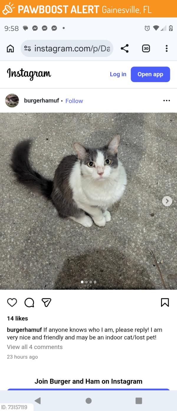 Found/Stray Unknown Cat last seen UF campus, Gainesville, FL 32603