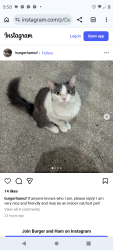 Found/Stray Unknown Cat last seen UF campus, Gainesville, FL 32603