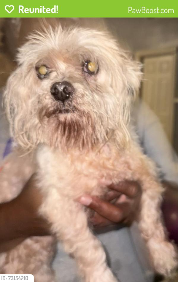 Reunited Male Dog last seen Curran, New Orleans, LA 70128