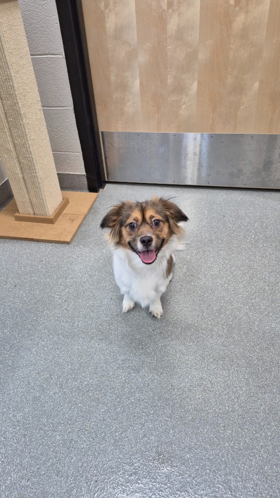 Shelter Stray Male Dog last seen , 5302 Stone St, Chattanooga, TN 37412, USA