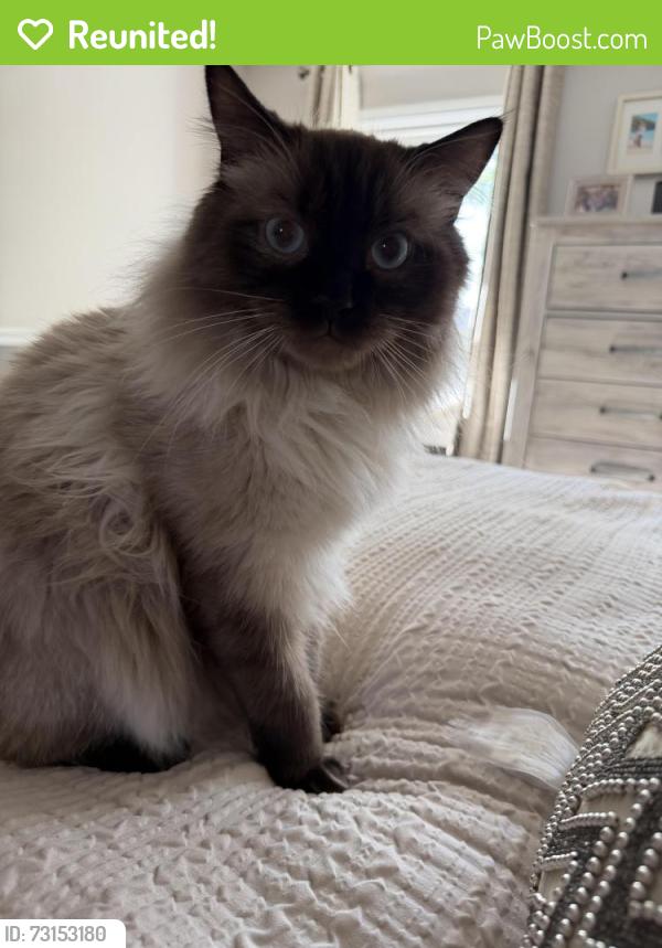 Reunited Male Cat last seen Cassin and Plumtree, Naperville, IL 60565