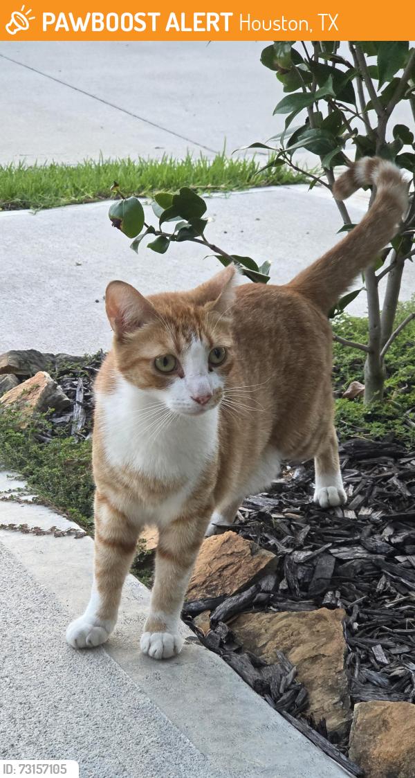Found/Stray Male Cat last seen Near McClendon Park Village 77082 between Highway 6 and Westpark Tollway, Houston, TX 77082