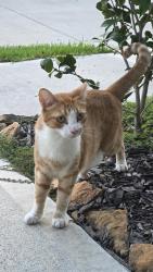 Found/Stray Male Cat last seen Near McClendon Park Village 77082 between Highway 6 and Westpark Tollway, Houston, TX 77082