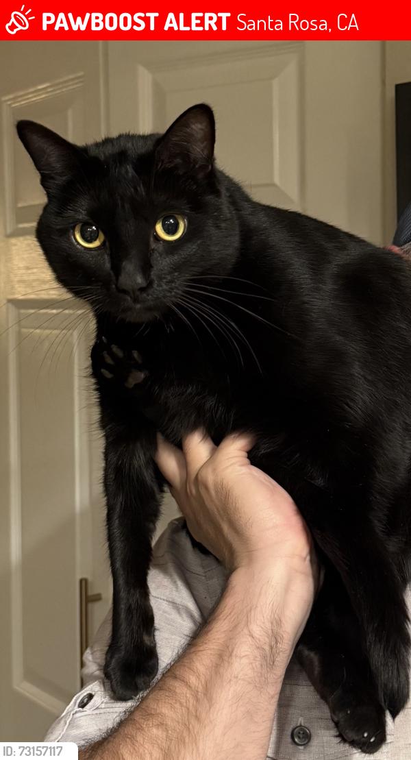 Lost Female Cat last seen Near Santa Teresa Ave Santa Rosa, Santa Rosa, CA 95409