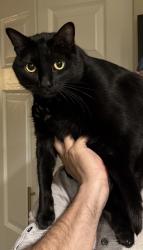 Lost Female Cat last seen Near Santa Teresa Ave Santa Rosa, Santa Rosa, CA 95409