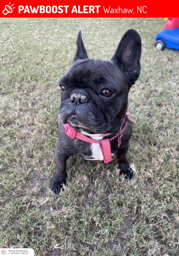 Lost Female Dog last seen Hudson mill, Waxhaw, NC 28173