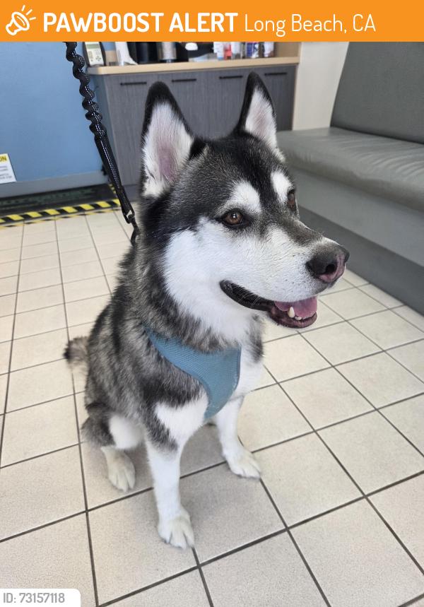 Found/Stray Male Dog last seen Rosie's Dog Beach, Long Beach, CA 90803