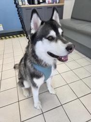 Found/Stray Male Dog last seen Rosie's Dog Beach, Long Beach, CA 90803
