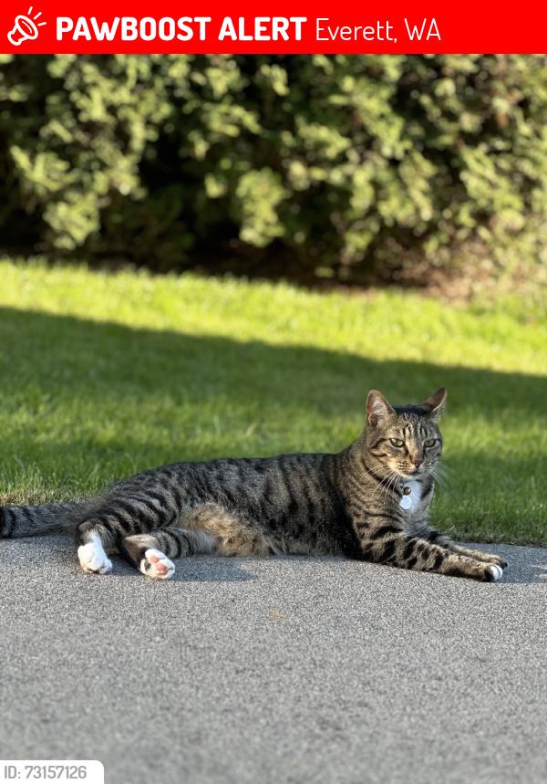 Lost Male Cat last seen 42nd and Terrace Dr, Everett, WA 98203