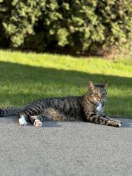 Lost Male Cat last seen 42nd and Terrace Dr, Everett, WA 98203