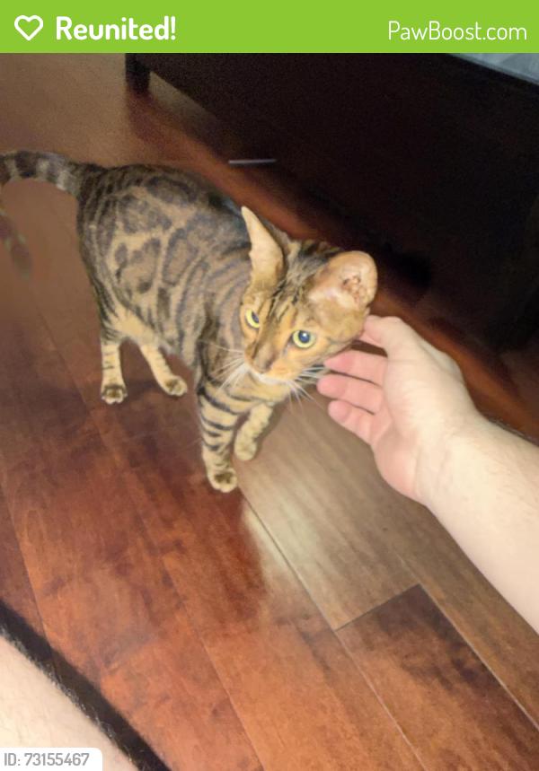 Reunited Female Cat last seen Windermere Isle, Windermere, FL 34786