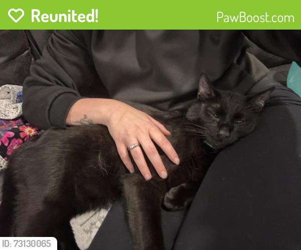 Reunited Male Cat last seen Near Spring Mill Rd, Indianapolis, IN 46260, USA, Indianapolis, IN 46260